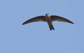 Indian Swiftlet