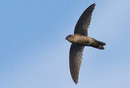 Uniform Swiftlet