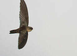 Uniform Swiftlet