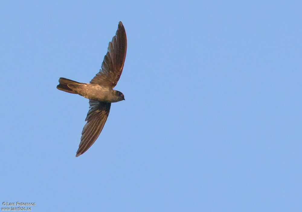 Uniform Swiftlet