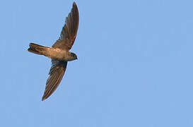 Uniform Swiftlet