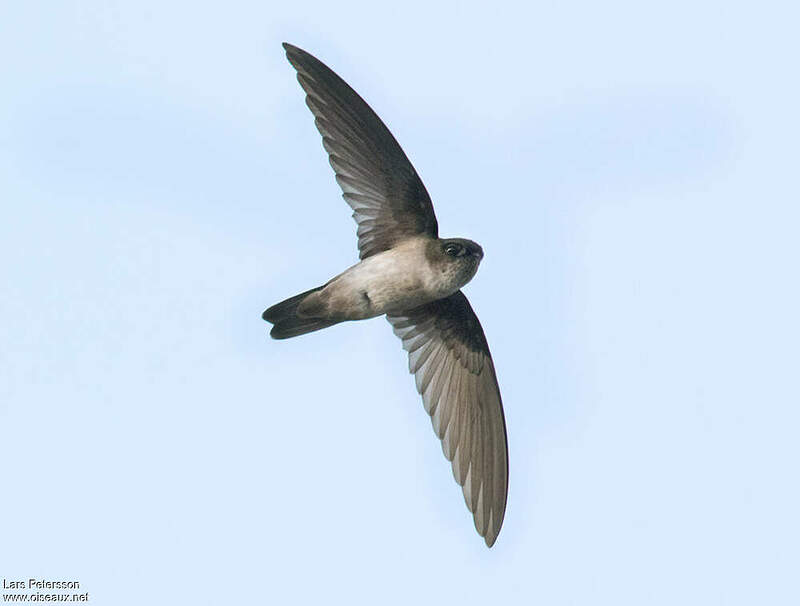 Salangane de Vanikoro adulte lape272096