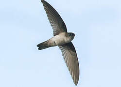 Uniform Swiftlet