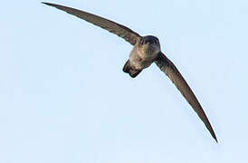 Uniform Swiftlet