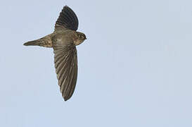 Uniform Swiftlet