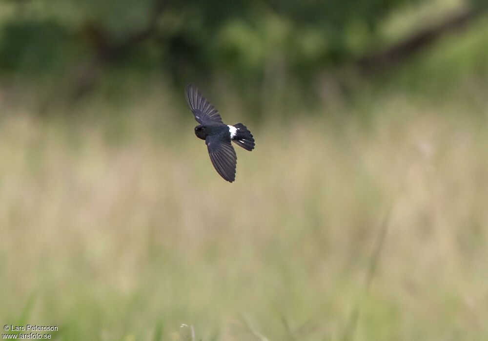 Glossy Swiftlet