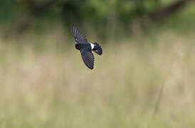 Glossy Swiftlet