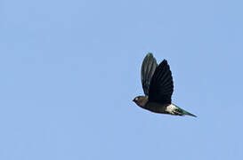 Glossy Swiftlet