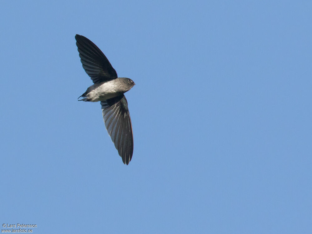 Glossy Swiftlet