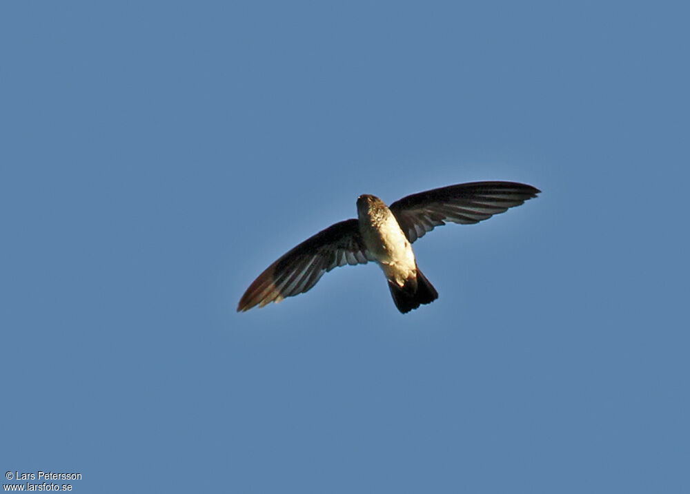 Glossy Swiftlet