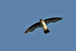 Glossy Swiftlet