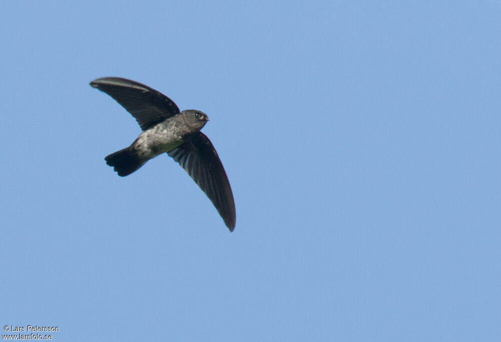 Glossy Swiftlet