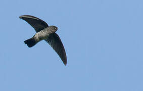 Glossy Swiftlet