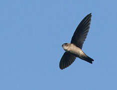 Glossy Swiftlet