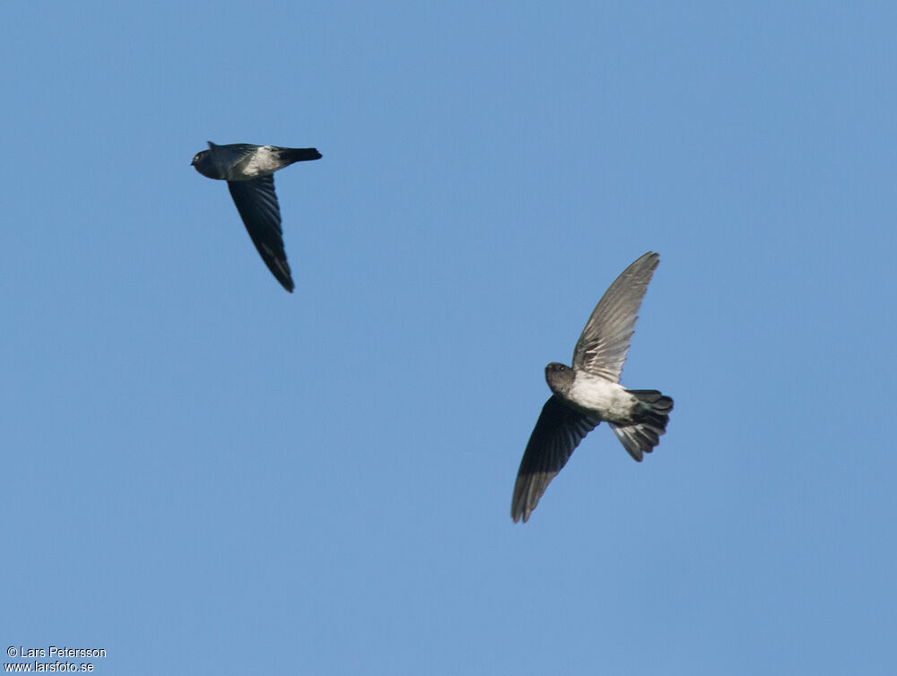 Glossy Swiftlet