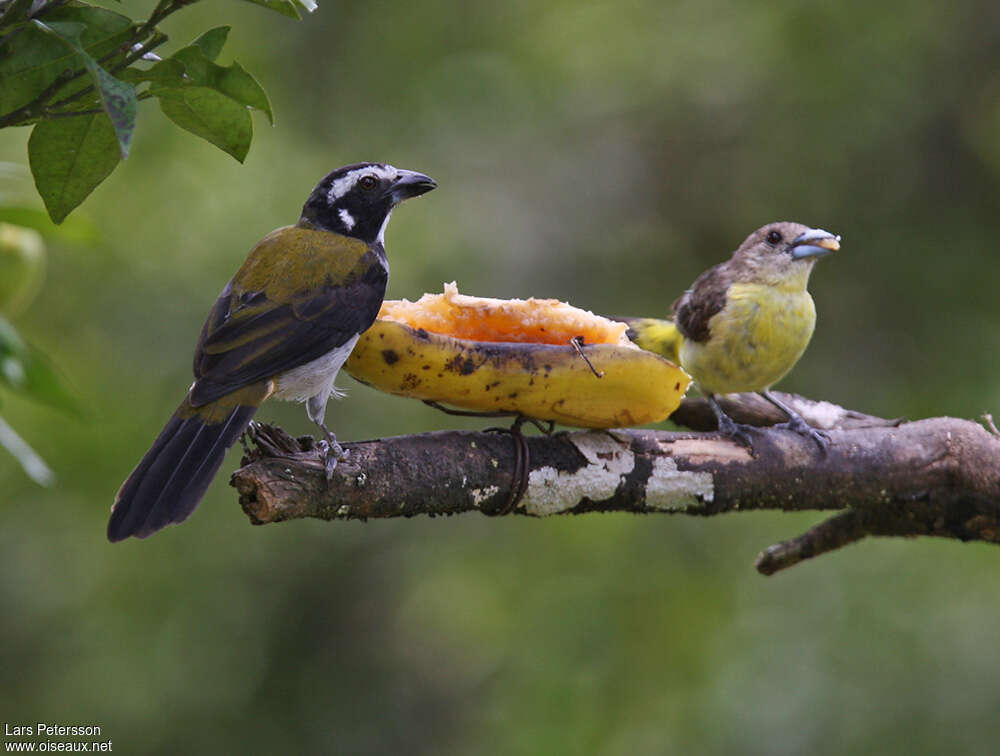 Black-winged Saltatoradult, feeding habits