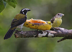 Black-winged Saltator