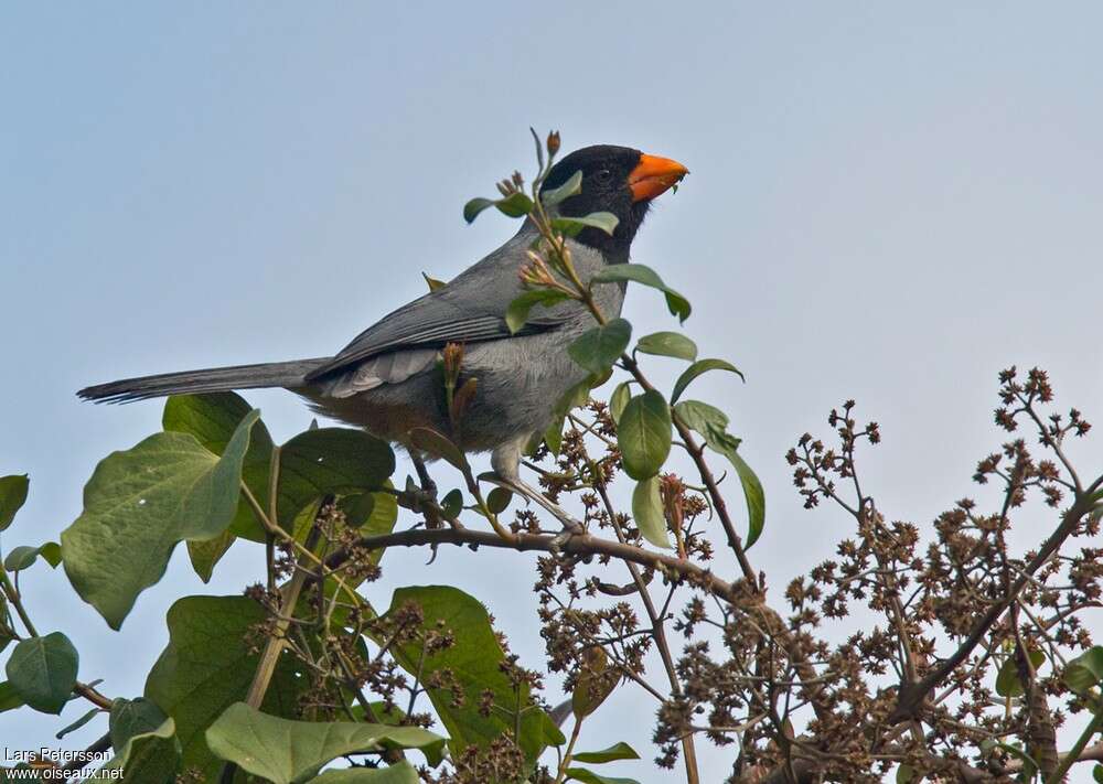 Black-cowled Saltatoradult, identification