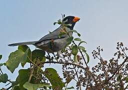 Black-cowled Saltator