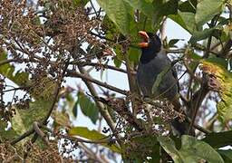 Black-cowled Saltator