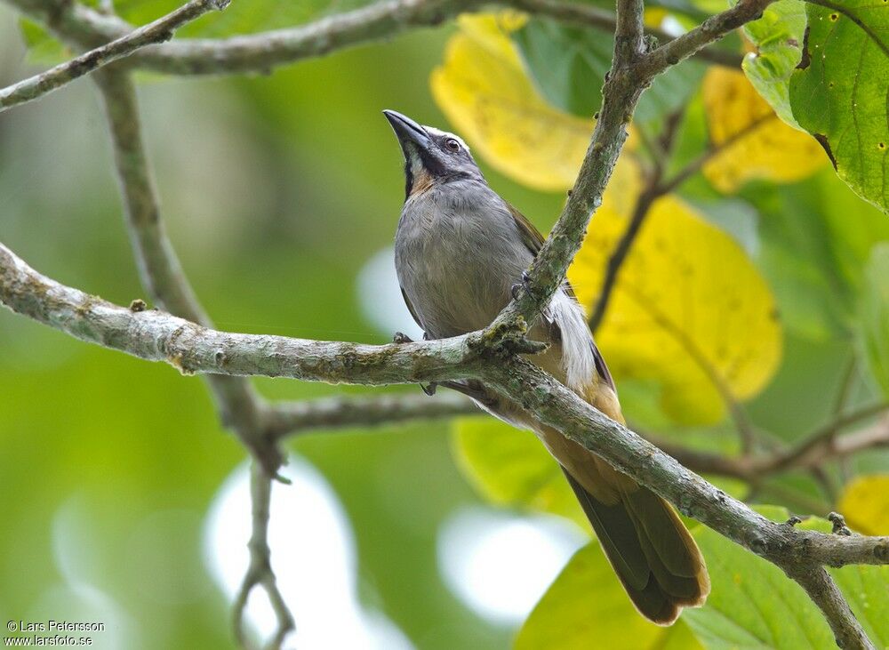 Buff-throated Saltator