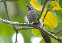 Saltator des grands-bois