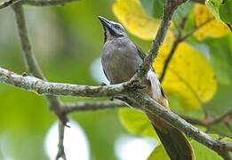 Buff-throated Saltator