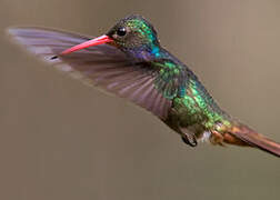 Rufous-throated Sapphire