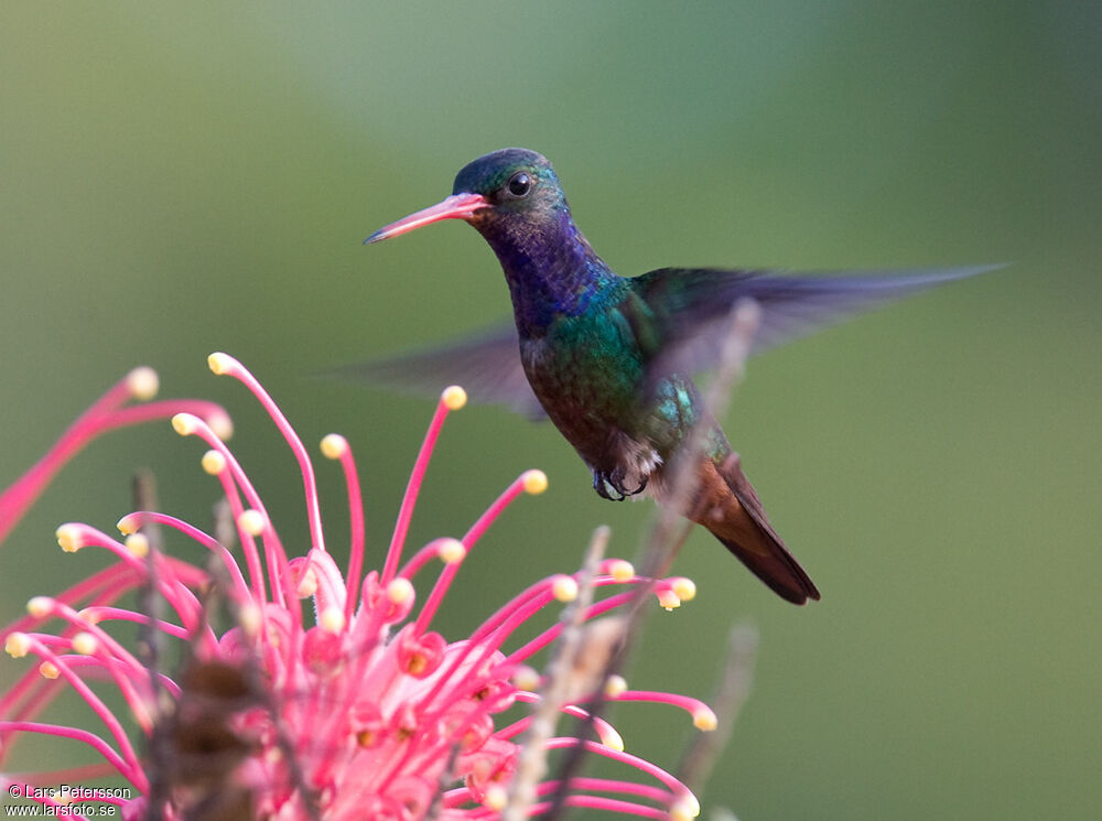 Rufous-throated Sapphire