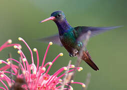 Rufous-throated Sapphire