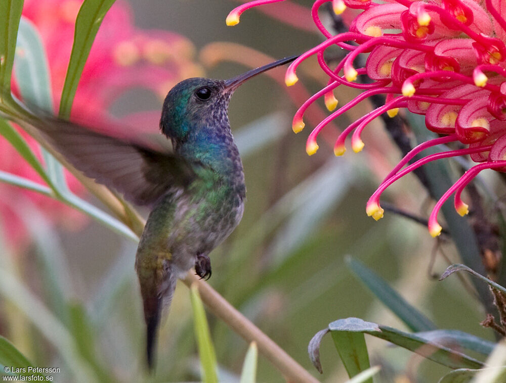 White-chinned Sapphire