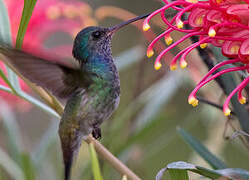 White-chinned Sapphire