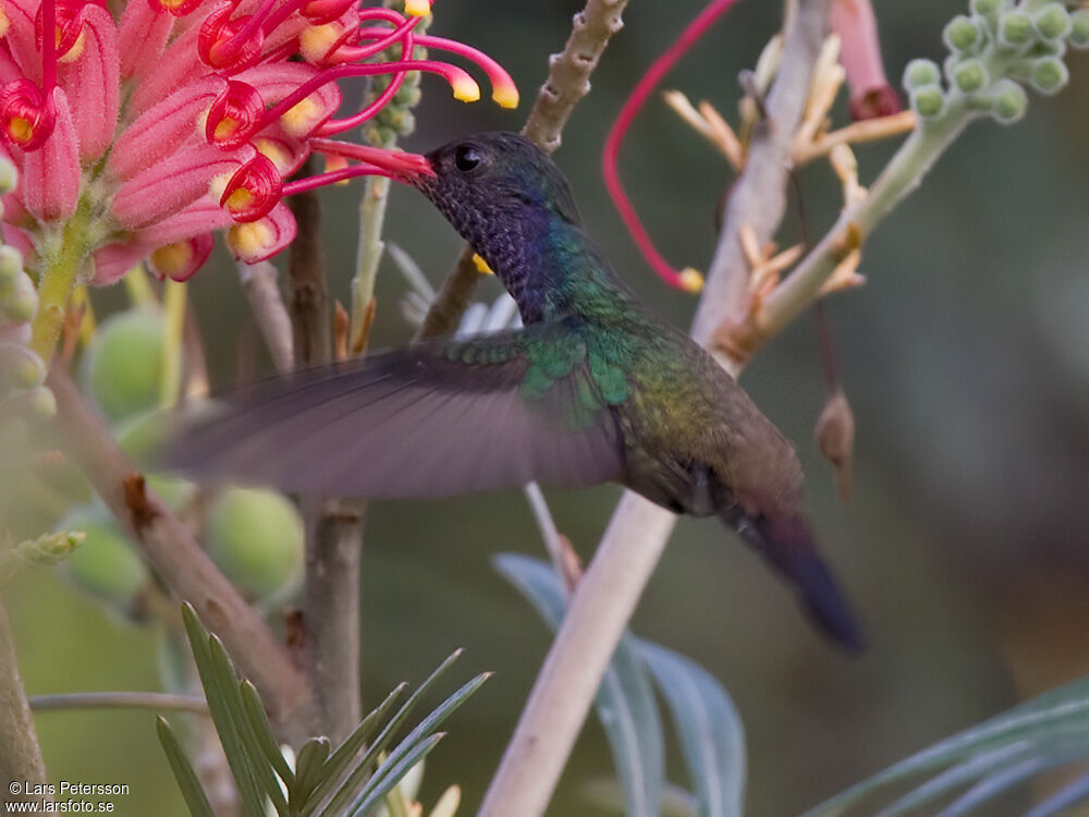 White-chinned Sapphire