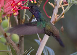 White-chinned Sapphire