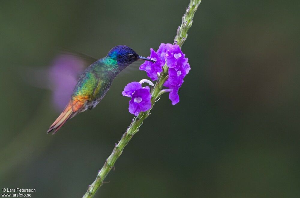 Golden-tailed Sapphire