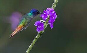 Golden-tailed Sapphire