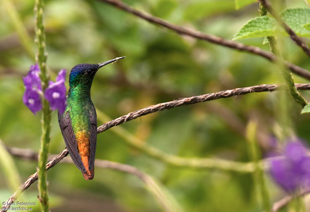 Golden-tailed Sapphire