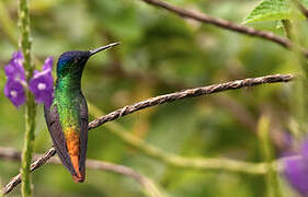 Golden-tailed Sapphire