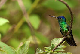 Golden-tailed Sapphire