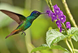 Golden-tailed Sapphire