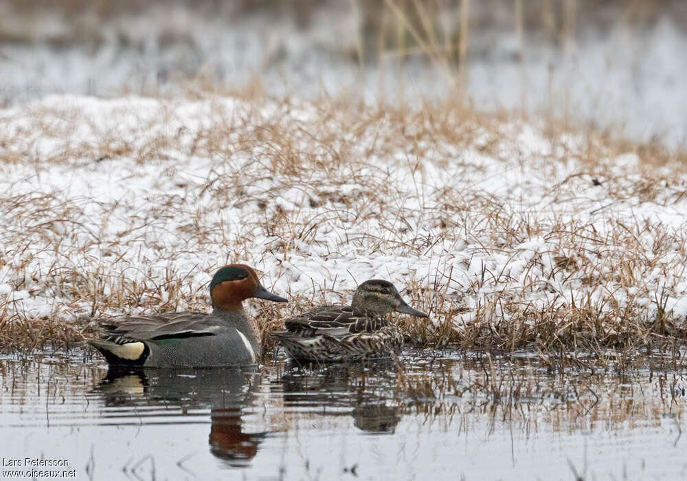 Green-winged Tealadult breeding, habitat, pigmentation