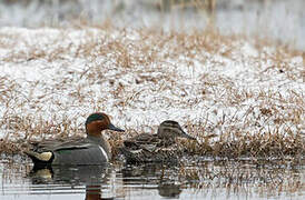 Green-winged Teal