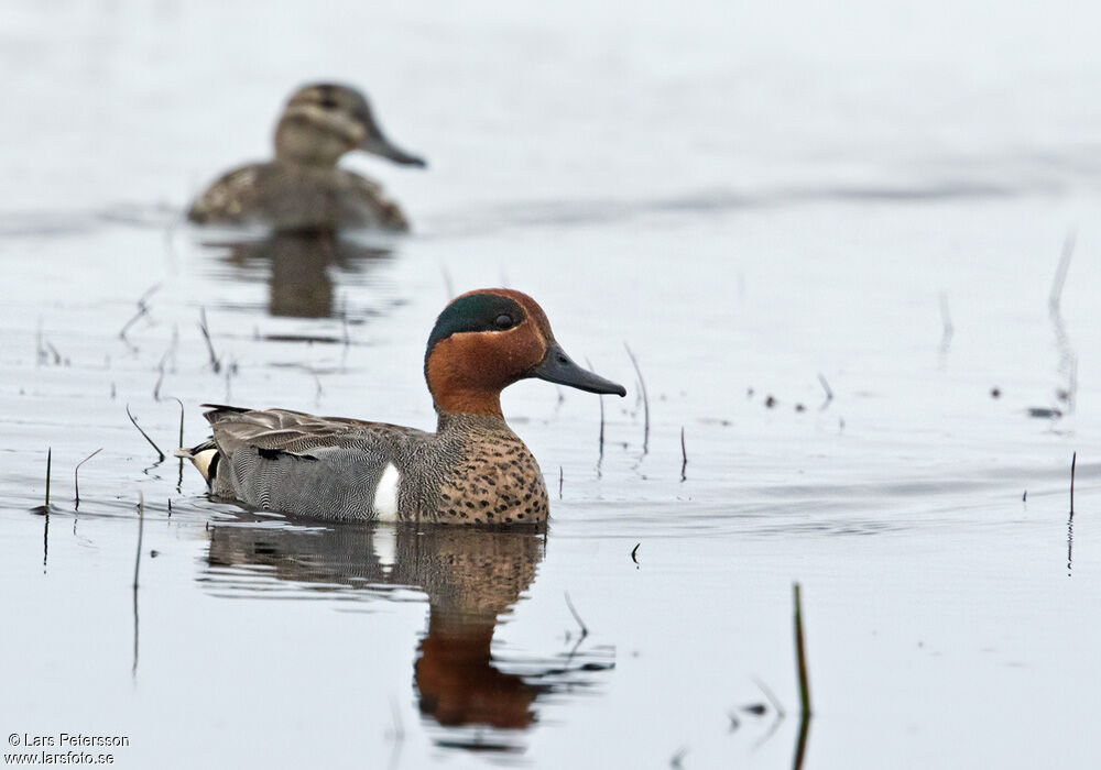 Green-winged Teal