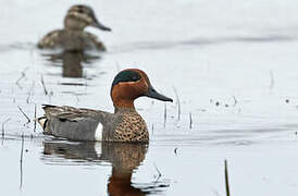 Green-winged Teal