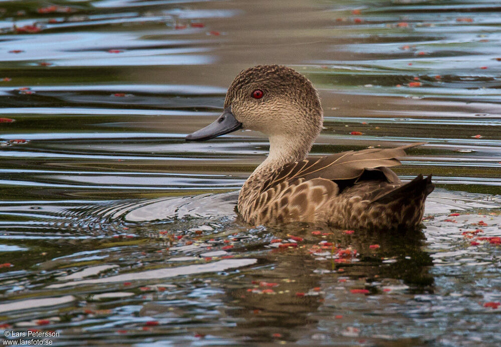 Grey Teal