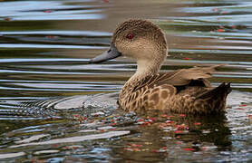 Grey Teal