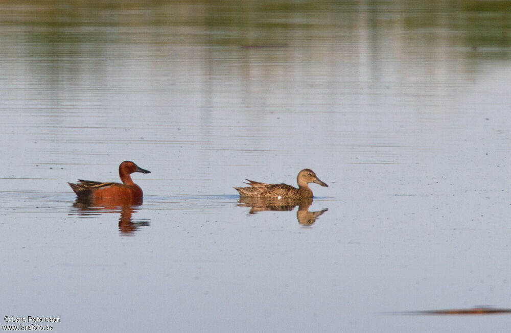 Cinnamon Teal