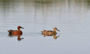 Cinnamon Teal