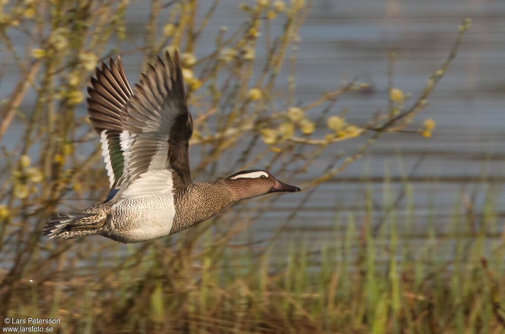 Garganey