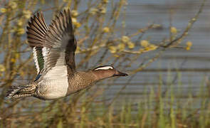 Garganey